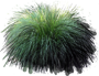 Fountain Grass